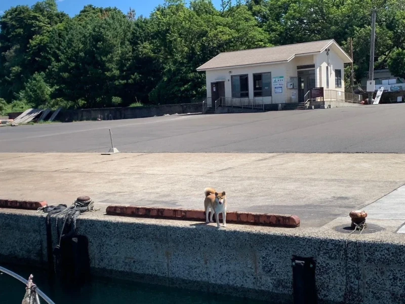 Kinkowan Körfezi ve Sakurajima Doğu Turu