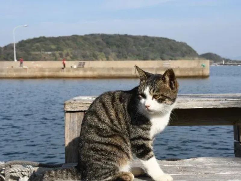 Fukuoka'nın Kedi Adası Ainoshima'da Unutulmaz Gün