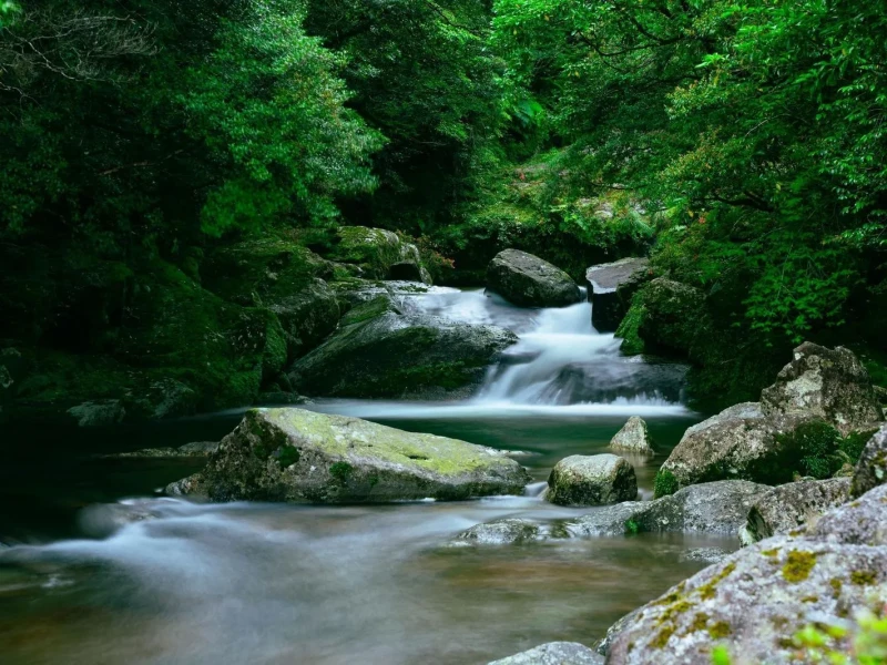 Yakushima'da YAKUZARU Tur Otobüsü ile Tam Gün Keşif