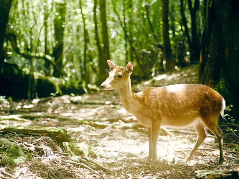 Yakushima'da Sabah Turuyla Antik Sedir Ormanları Keşfi