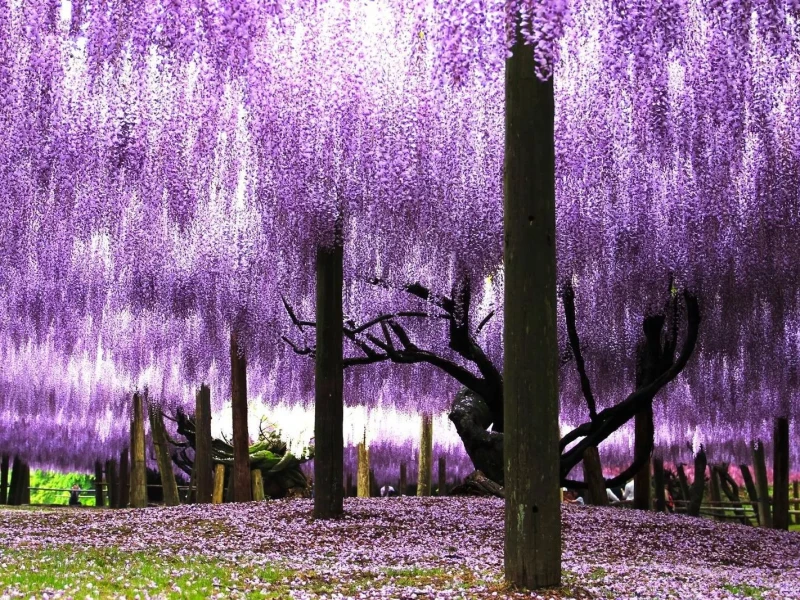 Kawachi Wisteria Bahçesi ve Çilek Hasadı ile Kitakyushu Günlük Turu