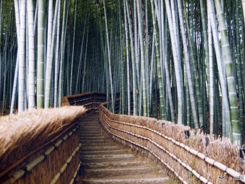 Kyoto Sagano Bambu Ormanı ve Arashiyama Yürüyüş Turu