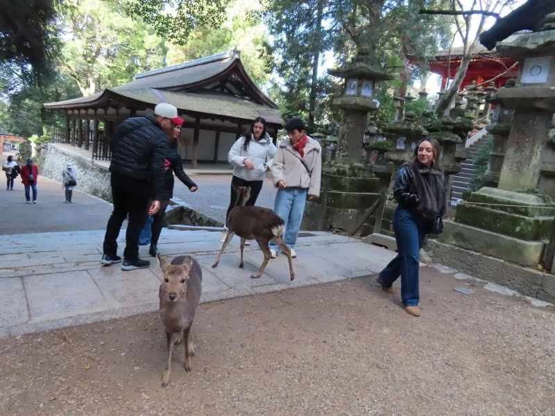 Kyoto'dan Nara: Yarım Gün Rehberli Tarih Turu ve Öğle Yemeği