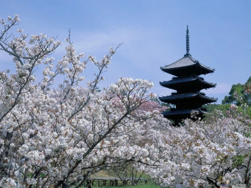 Kyoto Öğleden Sonra Tapınak Turu