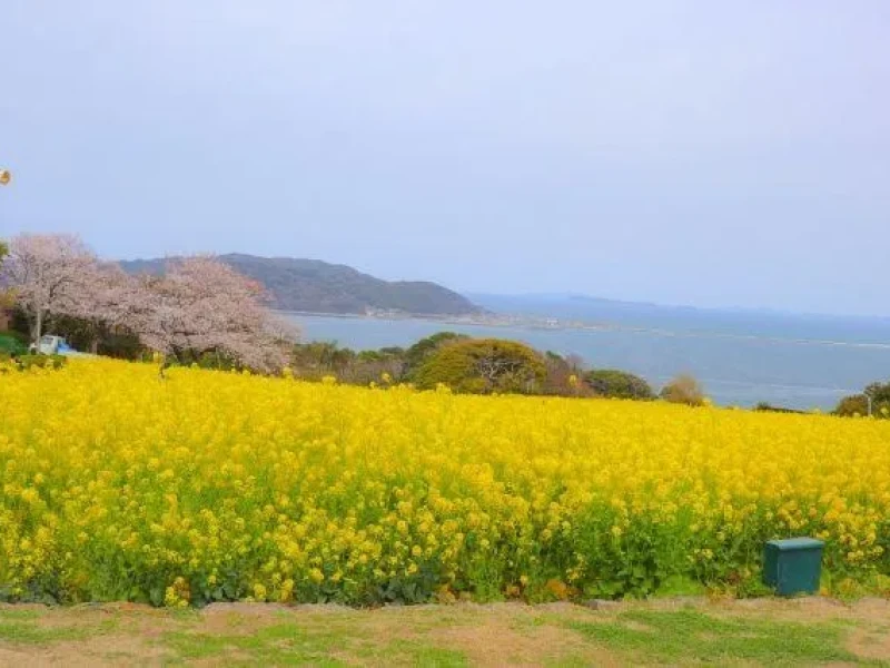 Fukuoka Nokonoshima Adası'nda Bahar Çiçekleri ve Lezzetli Barbekü