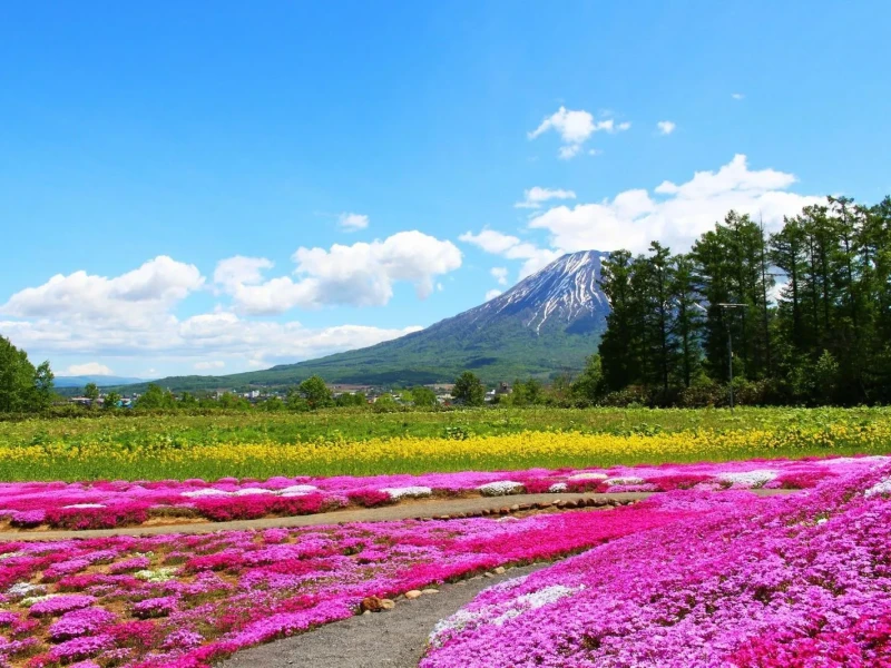 Hokkaido Sapporo ve Otaru: Fuji Kiraz Çiçeği Otobüs Turu