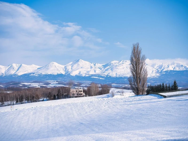 Özel Asahiyama Hayvanat Bahçesi ve Furano, Biei Turu