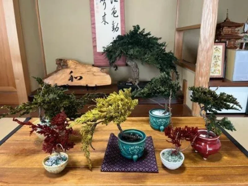 Kuru Bonsai Atölyesi Deneyimi