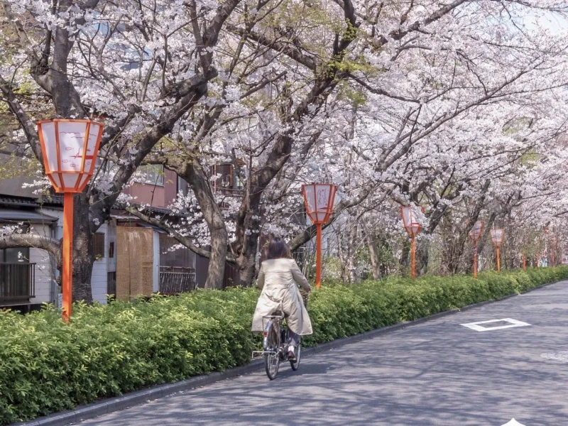 Aile İçin Kyoto Özel Bisiklet Turu