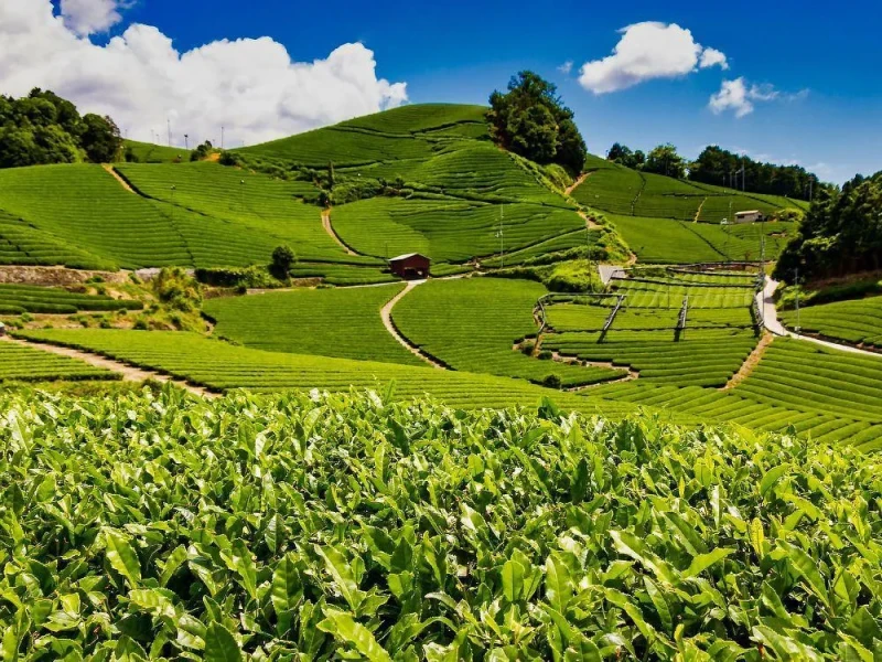 Kyoto Wazuka'da Matcha Hasadı, Bisiklet Turu ve Öğle Yemeği