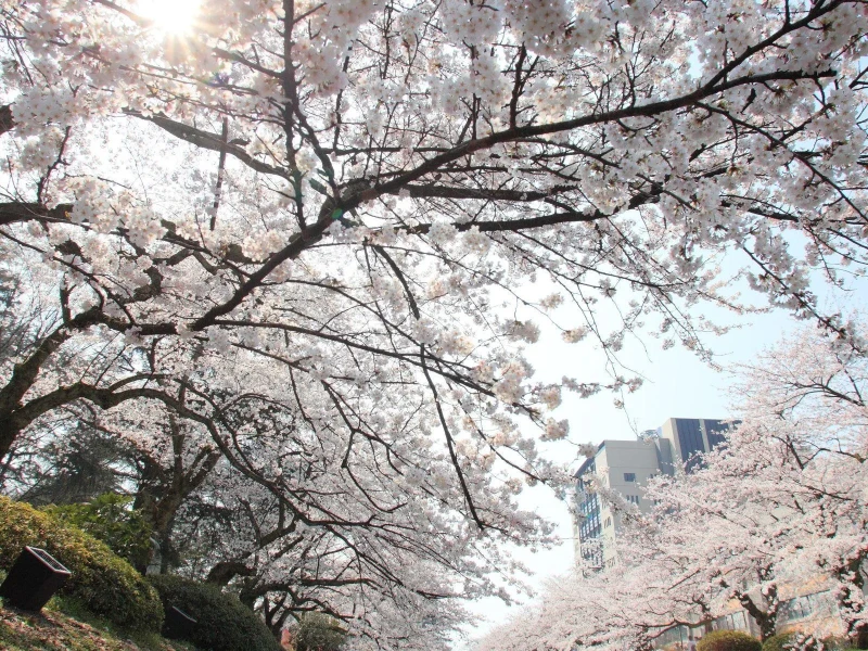 Kanazawa'dan: Toyama'da Baharın Renkleri ve Matsukawa Kiraz Çiçekleri Turu
