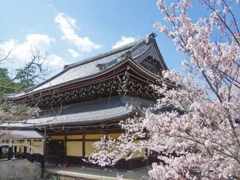 Kyoto Kiraz Çiçeği Yürüyüş Turu (1 Gün)