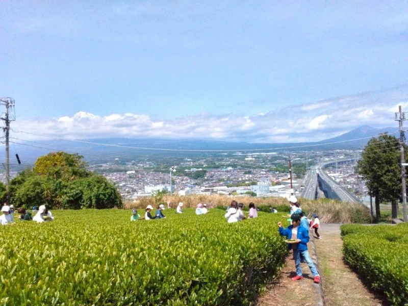 Tokyo'dan Fuji Dağı Kiraz Çiçeği ve Çay Hasadı Turu