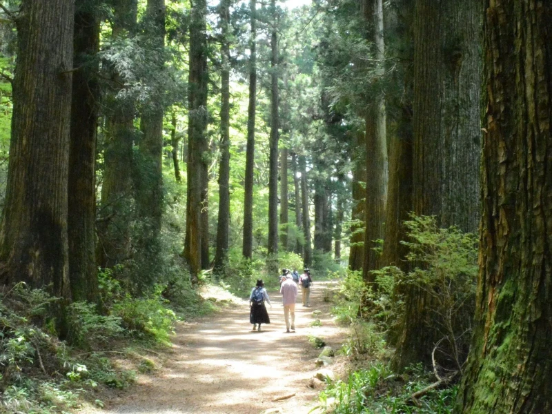 Hakone Hachiri'de Bir Günlük Doğa Yürüyüşü
