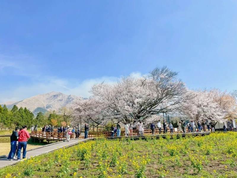 Kumamoto Kalesi ve Aso Volkanı 1 Günlük Özel Tur