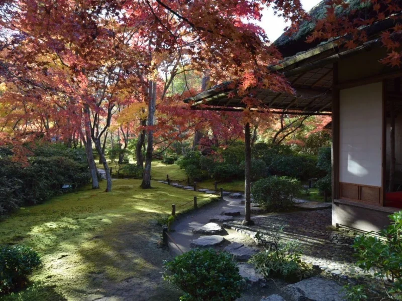 Arashiyama Ormanında Yarım Gün ve Tenryu-ji Tapınağında Öğle Yemeği