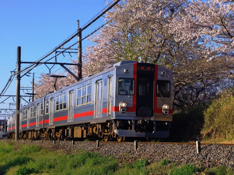 Osaka'dan Sakura Tünelleri ve Nabana no Sato Işık Festivali Turuyla Bahar Büyüsü