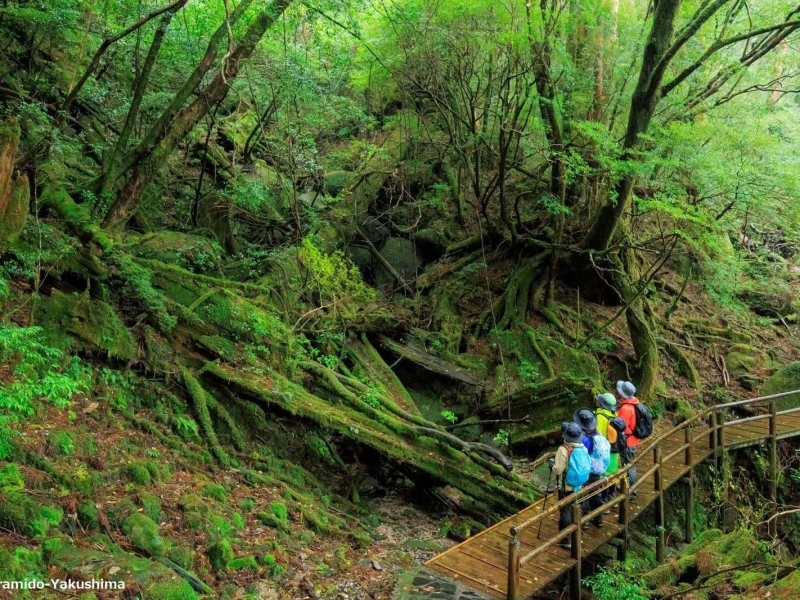 Yakushima Yakuşugu Ormanı Yarım Gün İngilizce Rehberli Yürüyüş