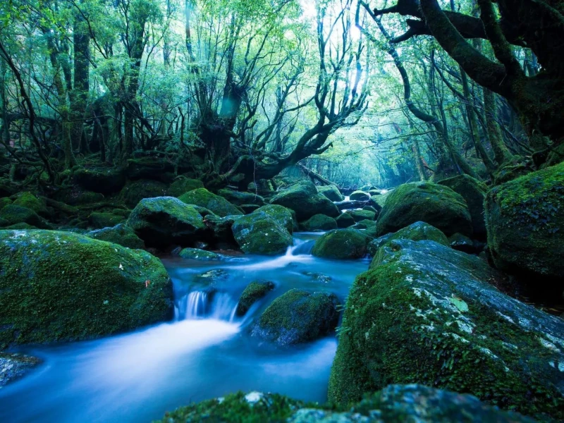 Yakushima'da Özel Rehberli Yarı Günlük Ada Keşfi