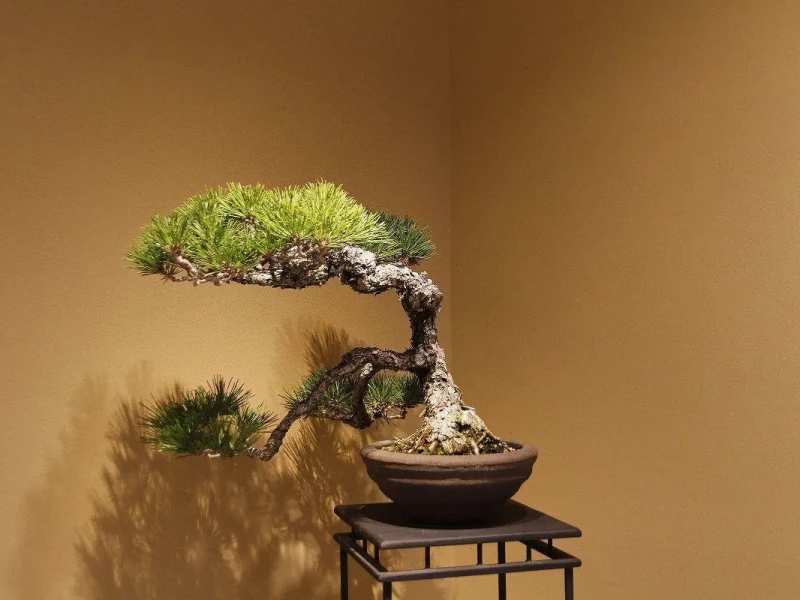 Kagawa'da Bonsai ve Geleneksel Kültür Deneyimi