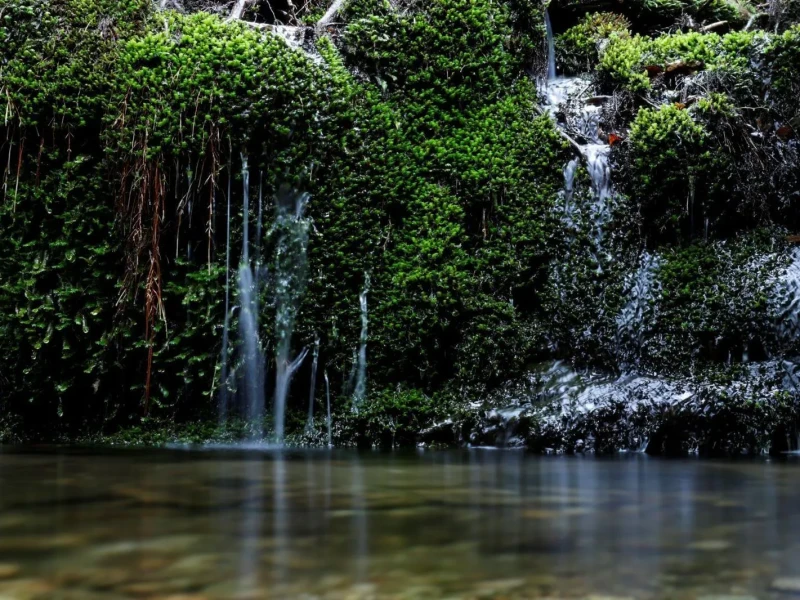 Yakushima Yarım Günlük YAKUZARU Panoramik Tur