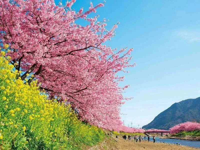 Nagoya'dan 2 Gün: Kawazu Kiraz Çiçekleri ve Izu'nun Doğal Güzellikleri