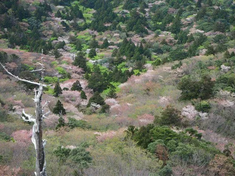 Yakushima Shiratani Unsuikyo İngilizce Rehberli Günlük Yürüyüş