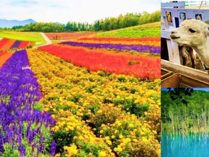 Farm Tomita, Shikisai-no-Oka ve Mavi Göl Turu (Birden Fazla Dilde Sesli Rehber)