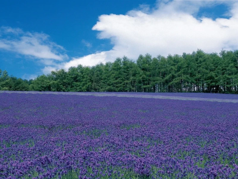 Furano Highland, Farm Tomita ve Mavi Göl Turu (Sesli Rehber Mevcuttur)