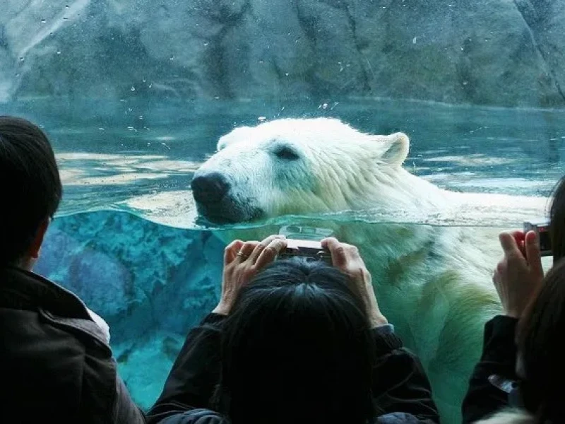 Hokkaido'daki Asahiyama Hayvanat Bahçesi, Furano ve Biei Otobüs Turu