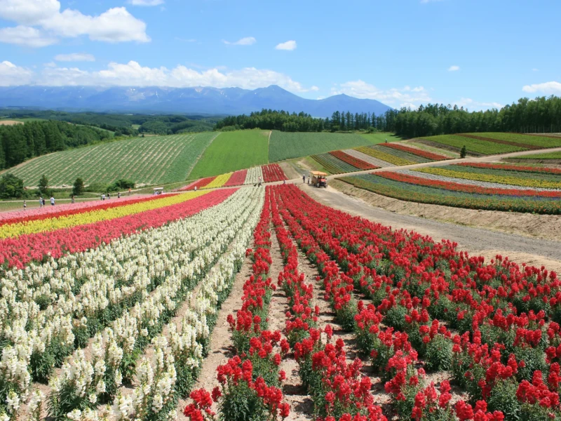 Garantili Hareket ❘ Furano'dan Farm Tomita, Shikisai-no-oka, Mavi Gölet'e Otobüs Turu