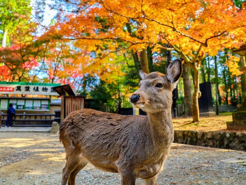 Nara ve Kyoto'nun Tarihi Güzelliklerini Keşfedeceğiniz 1 Günlük Otobüs Turu