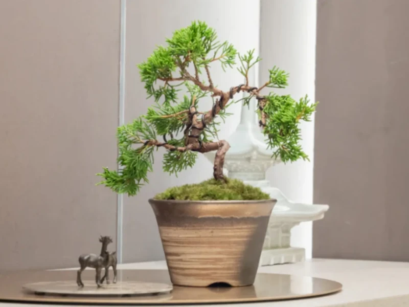 Gerçek Bonsai Sanatı Deneyimi: Tokyo İstasyonu'na Kolay Erişim