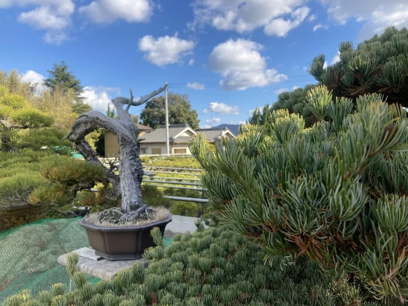 Private BONSAI Experience at Kandaka Shojuen
