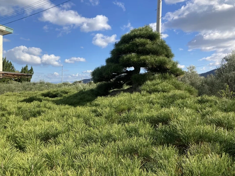 Kagawa'da özel bonsai ziyareti (Kandaka Shojuen veya Kitadani Yoseien)