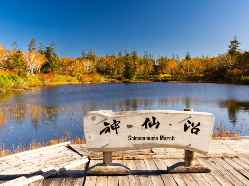 【Öğle Yemeği Dahil】Sapporo'dan Niseko Sonbahar Kaçamağı: Zirve Yaprak Renkleri, Taze Dağ Havası, El Yapımı Viski ve Onsen Keyfi