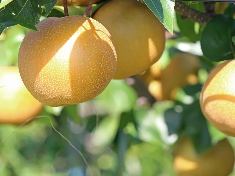 [Sendai] JR Fruit Park Sendai Arahama'da Mevsimlik Meyve Toplama Deneyimi (Armut, Elma, Çilek)