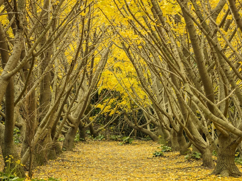 Kagoshima Kruvaziyer Kıyı Turu: Sonbahar Ginkgo Turu, Sakurajima ve Portakal Hasadı
