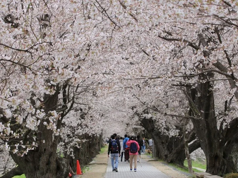 1 Günlük Otobüs Turu: Kyoto Sakura Festivali & Uji Matcha Deneyimi