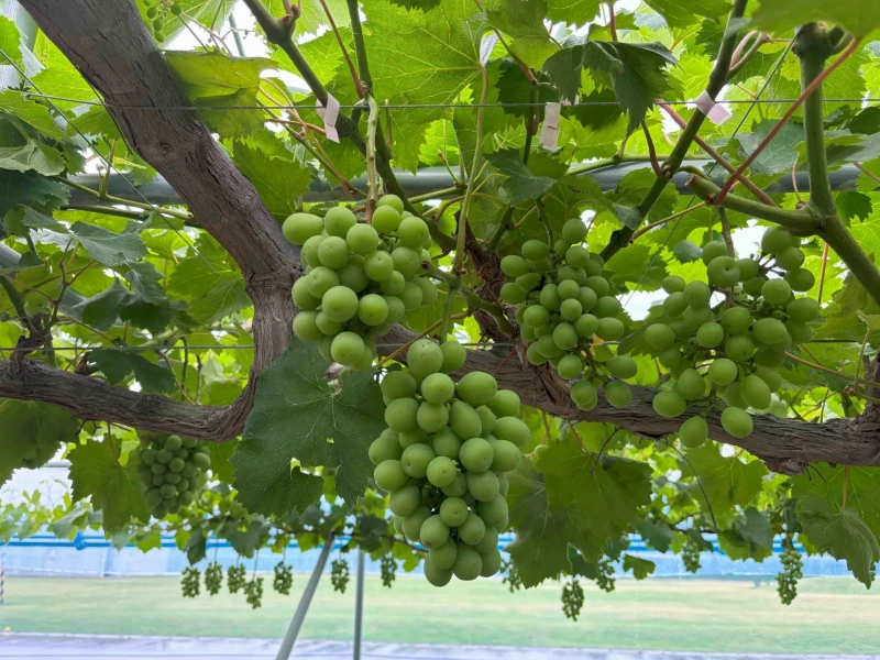 Sendai Station to Airport Tour: Fruit Picking, Seafood Meal & Shopping