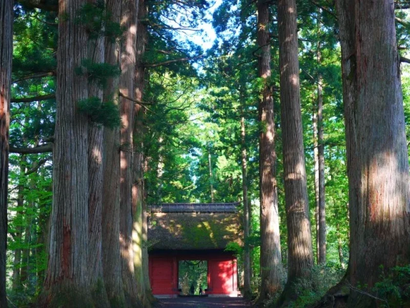 Tokyo'dan 2 Günlük Tur: Yengeç Büfesi, Togakushi Tapınağı ve Karuizawa