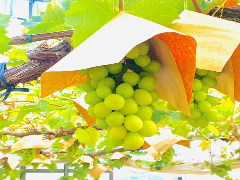 Hakata'dan Yanagawa Yılan Balığı ve Shine Muscat Üzümü Toplama Turu