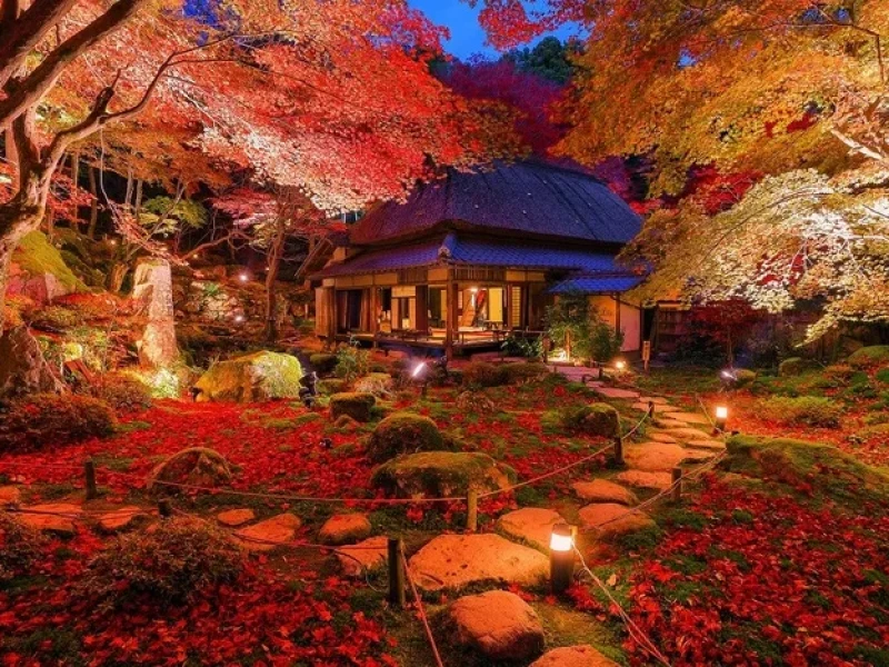 Nagoya'dan Gifu, Shiga ve Kyorinbo Sonbahar Yaprakları Işıklandırma Turu