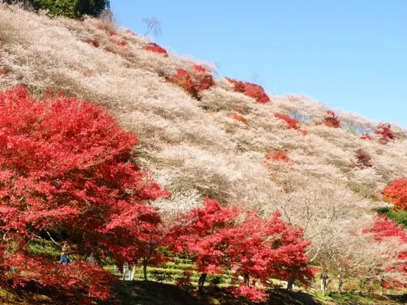 Nagoya'dan Obara Shikizakura ve Korankei Işıklandırması'na 1 Günlük Otobüs Turu