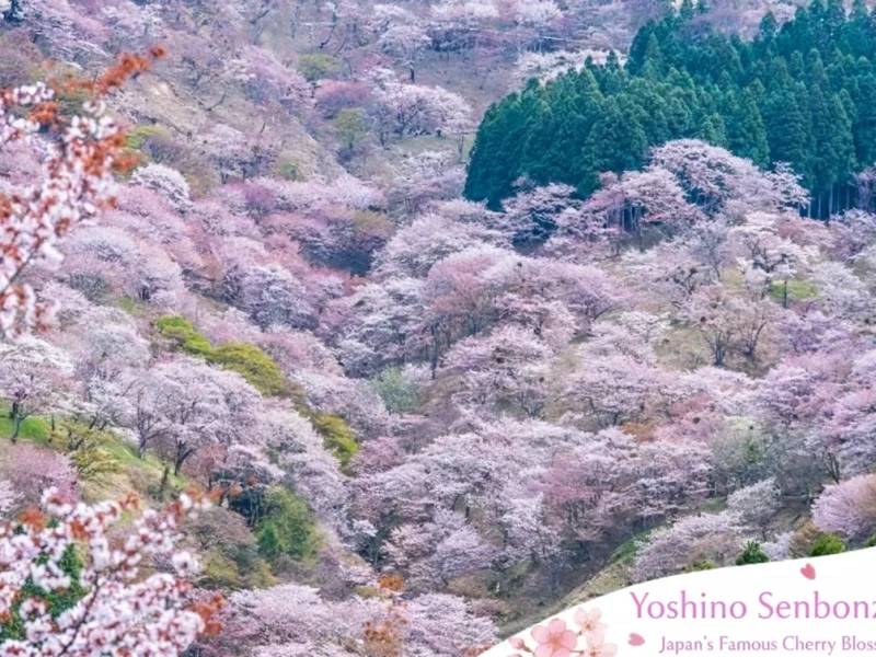 Osaka'dan Yoshino Senbonzakura Kiraz Çiçekleri için 1 Günlük Otobüs Turu