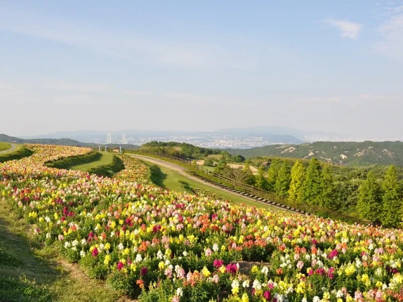 【%10 İNDİRİM】Osaka'dan Awaji Adası'nın Çiçek Tarlaları ve Taze Shirasu Kasesi'ne Günlük Otobüs Turu