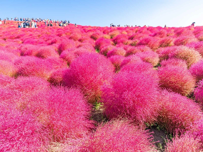 Ibaraki Prefecture