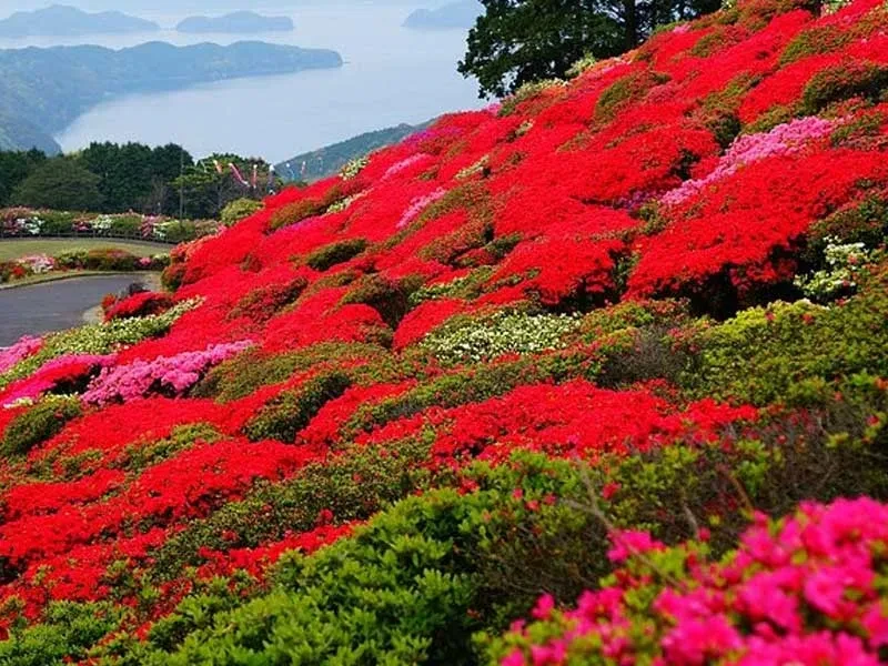 Sasebo